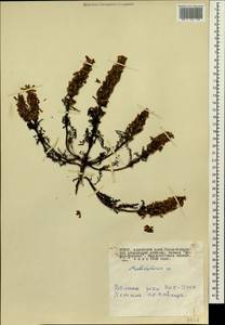 Pedicularis abrotanifolia M. Bieb. ex Steven, Siberia, Altai & Sayany Mountains (S2) (Russia)