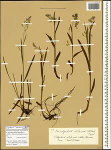 Paracolpodium colchicum (Albov) Tzvelev, Caucasus, Stavropol Krai, Karachay-Cherkessia & Kabardino-Balkaria (K1b) (Russia)