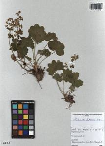 Alchemilla hebescens Juz., Siberia, Altai & Sayany Mountains (S2) (Russia)