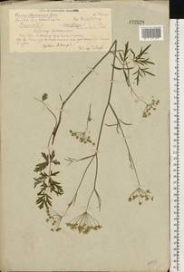 Pimpinella saxifraga L., Eastern Europe, Volga-Kama region (E7) (Russia)