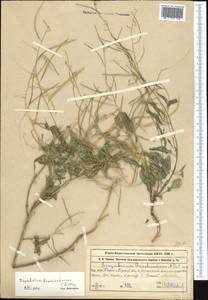 Sisymbrium brassiciforme C.A. Mey., Middle Asia, Western Tian Shan & Karatau (M3) (Kazakhstan)