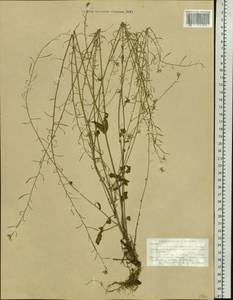 Arabidopsis arenosa subsp. arenosa, Eastern Europe, Northern region (E1) (Russia)