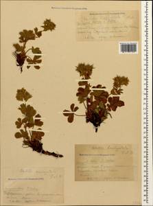 Potentilla brachypetala Fisch. & C. A. Mey. ex Lehm., Caucasus, Krasnodar Krai & Adygea (K1a) (Russia)