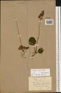 Pyrola media Sw., Eastern Europe, Belarus (E3a) (Belarus)