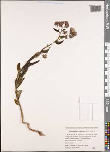 Hylotelephium telephium (L.) H. Ohba, Siberia, Russian Far East (S6) (Russia)