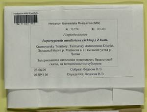 Isopterygiopsis catagonioides (Broth.) Ignatov & Ignatova, Bryophytes, Bryophytes - Krasnoyarsk Krai, Tyva & Khakassia (B17) (Russia)