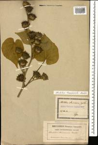 Abutilon theophrasti Medik., Caucasus, Georgia (K4) (Georgia)