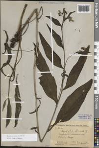 Symphytum tanaicense Steven, Eastern Europe, Central forest-and-steppe region (E6) (Russia)