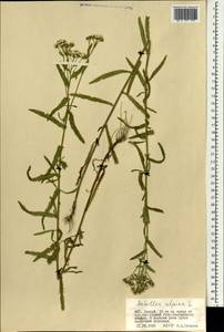 Achillea alpina subsp. alpina, Mongolia (MONG) (Mongolia)