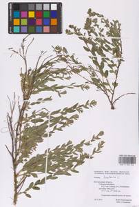 Genista tinctoria L., Eastern Europe, Central forest-and-steppe region (E6) (Russia)