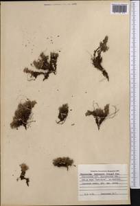 Potentilla tetrandra (Bunge) Bunge ex Hook. fil., Middle Asia, Northern & Central Tian Shan (M4) (Kyrgyzstan)