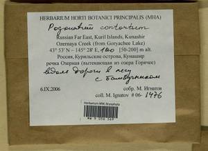 Pogonatum contortum (Menzies ex Brid.) Lesq., Bryophytes, Bryophytes - Russian Far East (excl. Chukotka & Kamchatka) (B20) (Russia)