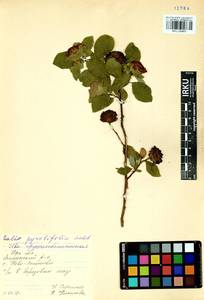 Salix pyrolifolia Ledeb., Siberia, Baikal & Transbaikal region (S4) (Russia)