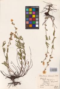 Helianthemum nummularium (L.) Mill., Eastern Europe, Central forest-and-steppe region (E6) (Russia)