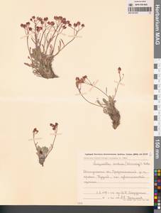 Physaria arctica (Wormsk. ex Hornem.) O'Kane & Al-Shehbaz, Siberia, Chukotka & Kamchatka (S7) (Russia)