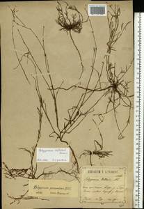 Polygonum aviculare subsp. neglectum (Besser) Arcang., Eastern Europe, Central forest-and-steppe region (E6) (Russia)