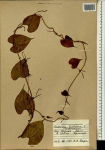 Dioscorea bulbifera L., Africa (AFR) (Mali)
