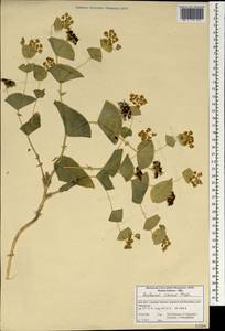 Bupleurum croceum Fenzl, South Asia, South Asia (Asia outside ex-Soviet states and Mongolia) (ASIA) (Iran)