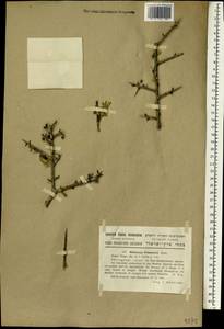 Rhamnus lycioides subsp. graeca (Boiss. & Reuter) Tutin, South Asia, South Asia (Asia outside ex-Soviet states and Mongolia) (ASIA) (Israel)