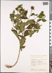 Carpesium cernuum L., Caucasus, Georgia (K4) (Georgia)