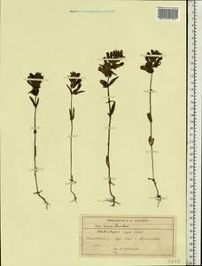 Rhinanthus serotinus var. vernalis (N. W. Zinger) Janch., Eastern Europe, Central forest-and-steppe region (E6) (Russia)