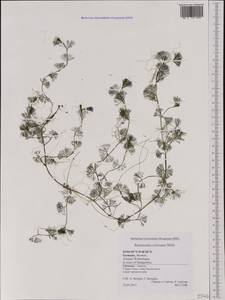 Ranunculus circinatus Sibth., Western Europe (EUR) (Germany)