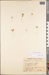Lipandra polysperma (L.) S. Fuentes, Uotila & Borsch, Eastern Europe, Lower Volga region (E9) (Russia)