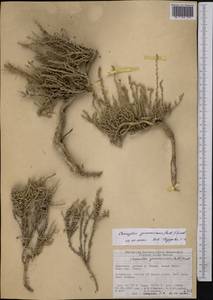 Caroxylon gemmascens subsp. gemmascens, Middle Asia, Northern & Central Tian Shan (M4) (Kyrgyzstan)