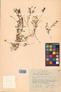 Astragalus polaris (Seem.) Benth., Siberia, Chukotka & Kamchatka (S7) (Russia)