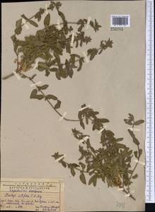 Stachys setifera C.A.Mey., Middle Asia, Western Tian Shan & Karatau (M3) (Kazakhstan)