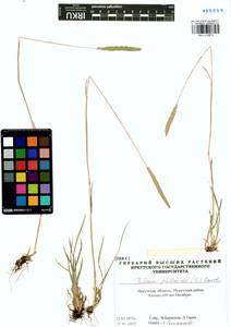 Phleum phleoides (L.) H.Karst., Siberia, Baikal & Transbaikal region (S4) (Russia)