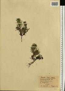 Ajuga chamaepitys subsp. chia (Schreb.) Arcang., Eastern Europe, South Ukrainian region (E12) (Ukraine)
