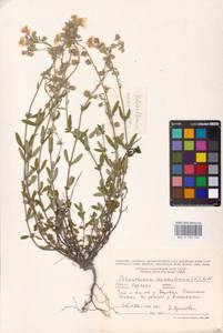 Helianthemum nummularium (L.) Mill., Eastern Europe, Central forest-and-steppe region (E6) (Russia)