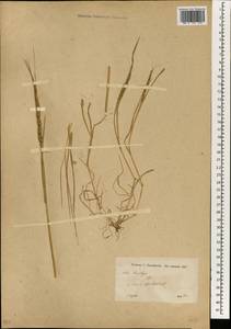 Aegilops, South Asia, South Asia (Asia outside ex-Soviet states and Mongolia) (ASIA) (Syria)