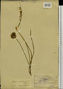 Allium sacculiferum Maxim., Siberia, Russian Far East (S6) (Russia)