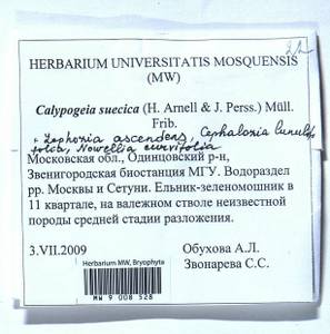 Calypogeia suecica (Arnell & J. Perss.) Müll. Frib., Bryophytes, Bryophytes - Moscow City & Moscow Oblast (B6a) (Russia)