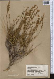 Krascheninnikovia ceratoides (L.) Gueldenst., Middle Asia, Pamir & Pamiro-Alai (M2) (Tajikistan)