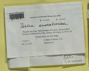 Pohlia andalusica (Höhn.) Broth., Bryophytes, Bryophytes - Russian Far East (excl. Chukotka & Kamchatka) (B20) (Russia)