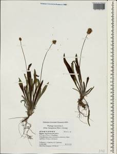 Plantago lanceolata L., Crimea (KRYM) (Russia)