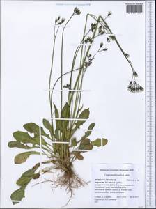 Crepis multicaulis Ledeb., Middle Asia, Pamir & Pamiro-Alai (M2) (Kyrgyzstan)