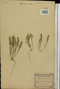 Alyssum alyssoides (L.) L., Eastern Europe, South Ukrainian region (E12) (Ukraine)