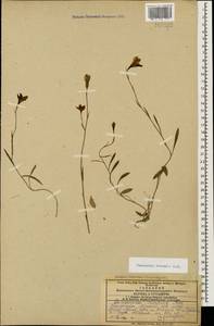 Campanula stevenii M.Bieb., Caucasus, Armenia (K5) (Armenia)