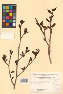 Alnus duschekia × fruticosa, Siberia, Chukotka & Kamchatka (S7) (Russia)