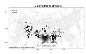 Calamagrostis obtusata Trin., Atlas of the Russian Flora (FLORUS) (Russia)