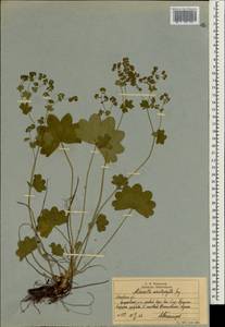 Alchemilla schistophylla Juz., Eastern Europe, Moscow region (E4a) (Russia)