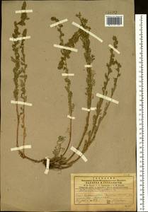 Artemisia rupestris L., Siberia, Central Siberia (S3) (Russia)