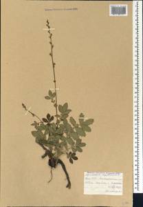 Agrimonia eupatoria L., Caucasus, Armenia (K5) (Armenia)