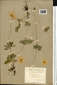 Anemone sylvestris L., Eastern Europe, North Ukrainian region (E11) (Ukraine)