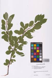 Prunus fruticosa Pall., Eastern Europe, Central region (E4) (Russia)