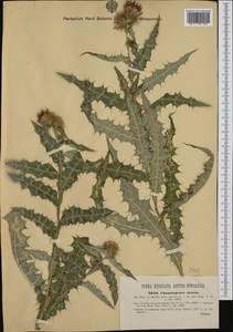 Ptilostemon strictus (Ten.) Greuter, Western Europe (EUR) (Croatia)